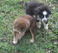 Daisy, a female Miniature Australian Shepherd for sale in Waukon, IA – Photo 4 of 7