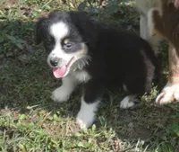 Daisy, a female Miniature Australian Shepherd for sale in Waukon, IA – Photo 5 of 7