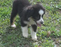 Daisy, a female Miniature Australian Shepherd for sale in Waukon, IA – Photo 3 of 7
