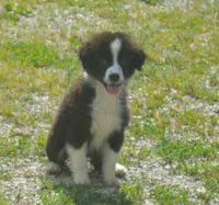 Scout, a female Miniature Australian Shepherd for sale in Waukon, IA – 5 of 7