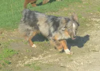 Joc, a male Miniature Australian Shepherd for sale in Waukon, IA – 1 of 8