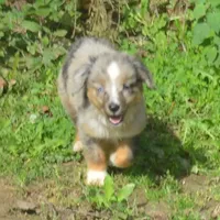 Joc, a male Miniature Australian Shepherd for sale in Waukon, IA – Photo 4 of 4