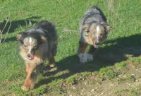 Joc, a male Miniature Australian Shepherd for sale in Waukon, IA – 3 of 8