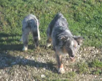 Joc, a male Miniature Australian Shepherd for sale in Waukon, IA – 2 of 8