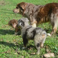 Joc, a male Miniature Australian Shepherd for sale in Waukon, IA – Photo 3 of 4