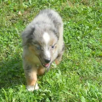 Joc, a male Miniature Australian Shepherd for sale in Waukon, IA – Photo 1 of 4