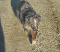 Joc, a male Miniature Australian Shepherd for sale in Waukon, IA – 4 of 8