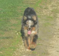 Filo, a male Miniature Australian Shepherd for sale in Waukon, IA – 4 of 10