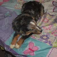 Filo, a male Miniature Australian Shepherd for sale in Waukon, IA – Photo 4 of 10