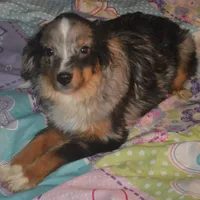 Filo, a male Miniature Australian Shepherd for sale in Waukon, IA – Photo 2 of 10