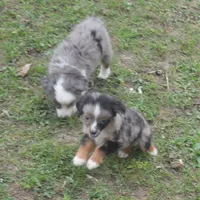 Filo, a male Miniature Australian Shepherd for sale in Waukon, IA – Photo 9 of 10
