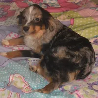 Filo, a male Miniature Australian Shepherd for sale in Waukon, IA – Photo 1 of 10