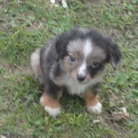 Filo, a male Miniature Australian Shepherd for sale in Waukon, IA – Photo 8 of 10