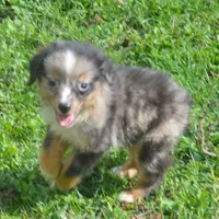 Filo, a male Miniature Australian Shepherd for sale in Waukon, IA – Photo 6 of 10