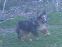 Filo, a male Miniature Australian Shepherd for sale in Waukon, IA – 2 of 10