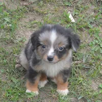 Filo, a male Miniature Australian Shepherd for sale in Waukon, IA – Photo 10 of 10
