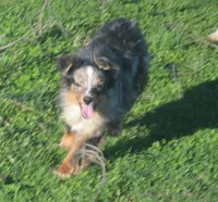 Filo, a male Miniature Australian Shepherd for sale in Waukon, IA – 3 of 10
