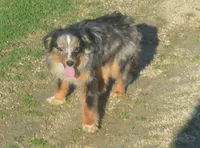 Filo, a male Miniature Australian Shepherd for sale in Waukon, IA – 1 of 10
