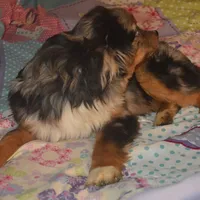 Filo, a male Miniature Australian Shepherd for sale in Waukon, IA – Photo 3 of 10