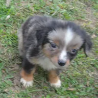 Filo, a male Miniature Australian Shepherd for sale in Waukon, IA – Photo 7 of 10