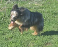 Filo, a male Miniature Australian Shepherd for sale in Waukon, IA – 5 of 10