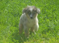 Nova, a female Miniature Australian Shepherd for sale in Waukon, IA – 2 of 5