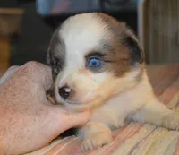 Puffy, a male Miniature Australian Shepherd for sale in Waukon, IA – Photo 3 of 6