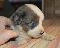 Puffy, a male Miniature Australian Shepherd for sale in Waukon, IA – Photo 4 of 6