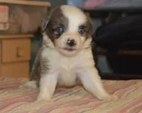Puffy, a male Miniature Australian Shepherd for sale in Waukon, IA – Photo 1 of 6