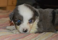 Puffy, a male Miniature Australian Shepherd for sale in Waukon, IA – Photo 2 of 6