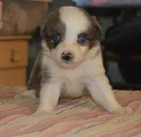 Puffy, a male Miniature Australian Shepherd for sale in Waukon, IA – Photo 5 of 6