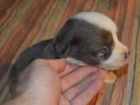 Puffy, a male Miniature Australian Shepherd for sale in Waukon, IA – Photo 6 of 6