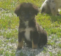 Comet, a male Miniature Australian Shepherd for sale in Waukon, IA – 4 of 6