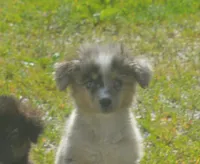 Nova, a female Miniature Australian Shepherd for sale in Waukon, IA – 5 of 5