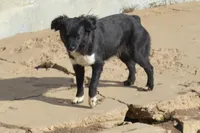 Goody, a female Miniature Australian Shepherd for sale in Waukon, IA – Photo 2 of 4