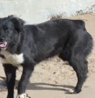 Goody, a female Miniature Australian Shepherd for sale in Waukon, IA – Photo 3 of 4