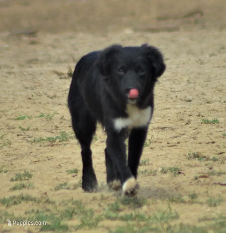 Goody, a female Miniature Australian Shepherd for sale in Waukon, IA – Photo 1 of 4