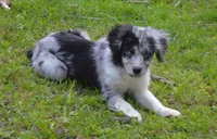 Spark, a female Miniature Australian Shepherd for sale in Waukon, IA – Photo 5 of 10