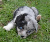 Spark, a female Miniature Australian Shepherd for sale in Waukon, IA – Photo 8 of 10
