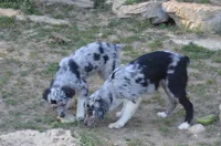 Spark, a female Miniature Australian Shepherd for sale in Waukon, IA – Photo 9 of 10