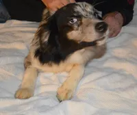 Spark, a female Miniature Australian Shepherd for sale in Waukon, IA – Photo 3 of 10