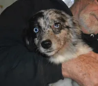 Spark, a female Miniature Australian Shepherd for sale in Waukon, IA – Photo 2 of 10