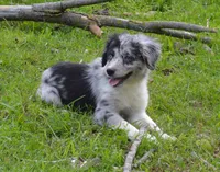 Spark, a female Miniature Australian Shepherd for sale in Waukon, IA – Photo 4 of 10