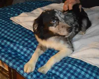 Spark, a female Miniature Australian Shepherd for sale in Waukon, IA – Photo 1 of 10