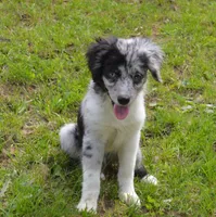 Spark, a female Miniature Australian Shepherd for sale in Waukon, IA – Photo 7 of 10