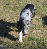 Spark, a female Miniature Australian Shepherd for sale in Waukon, IA – Photo 10 of 10