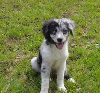 Spark, a female Miniature Australian Shepherd for sale in Waukon, IA – Photo 6 of 10