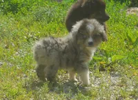 Sharky, a male Miniature Australian Shepherd for sale in Waukon, IA – 5 of 8