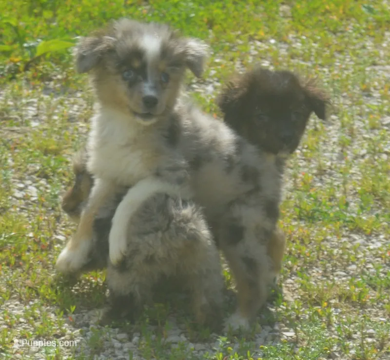 Nova – Miniature Australian Shepherd puppy for sale in Waukon, IA