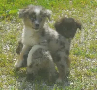 Nova, a female Miniature Australian Shepherd for sale in Waukon, IA – 1 of 5